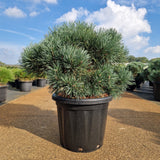 Pinus sylvestris 'Chantry Blue'