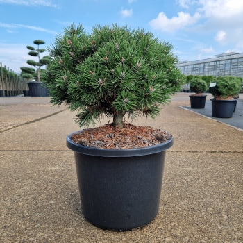 Pinus uncinata 'Heideperle'