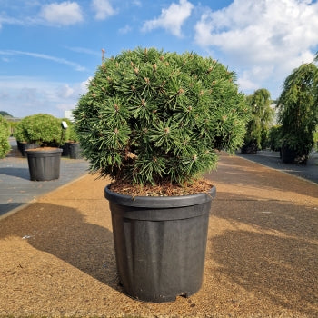 Pinus mugo 'Benjamin'