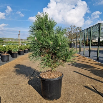 Pinus thunbergii 'Thunderhead'