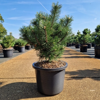Pinus uncinata 'La Cabana'
