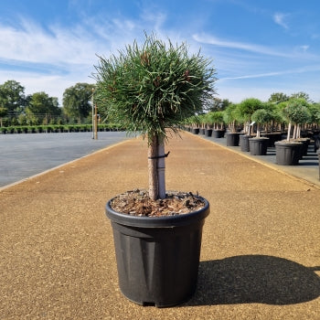 Pinus sylvestris 'Martham'