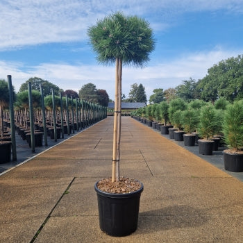 Pinus densiflora 'Low Glow'