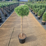 Pinus densiflora 'Low Glow'