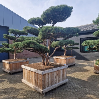 Pinus sylvestris 'Watereri' Nr.3