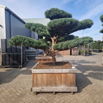 Pinus sylvestris 'Watereri' Nr.5