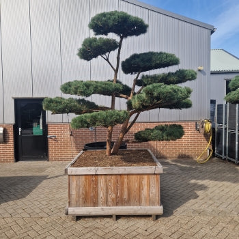 Pinus sylvestris 'Watereri' Nr.2