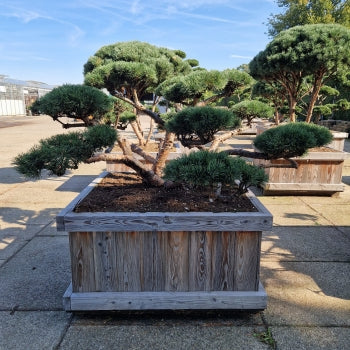 Pinus sylvestris 'Repens'
