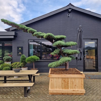 Pinus pentaphylla (Nr.3)