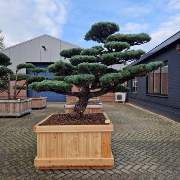 Pinus pentaphylla (Nr.4)