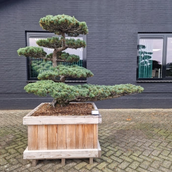 Pinus pentaphylla Nr.1