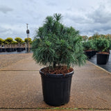 Pinus strobus 'Squiggles'