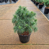 Pinus strobus 'Squiggles'