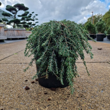 Tsuga can. 'Cole's Prostrate'