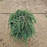 Tsuga can. 'Cole's Prostrate'