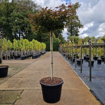 Acer palm. 'Rhode Island Red'