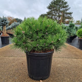 Pinus densiflora 'Low Glow'