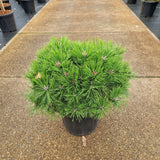 Pinus densiflora 'Low Glow'