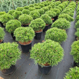 Pinus densiflora 'Low Glow'