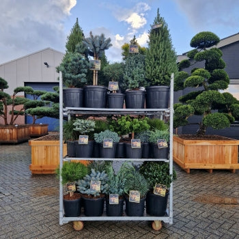 Mix CC 306- Kings Christmas Collection