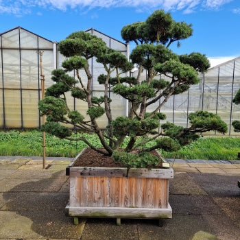 Pinus mugo 'Gnom'