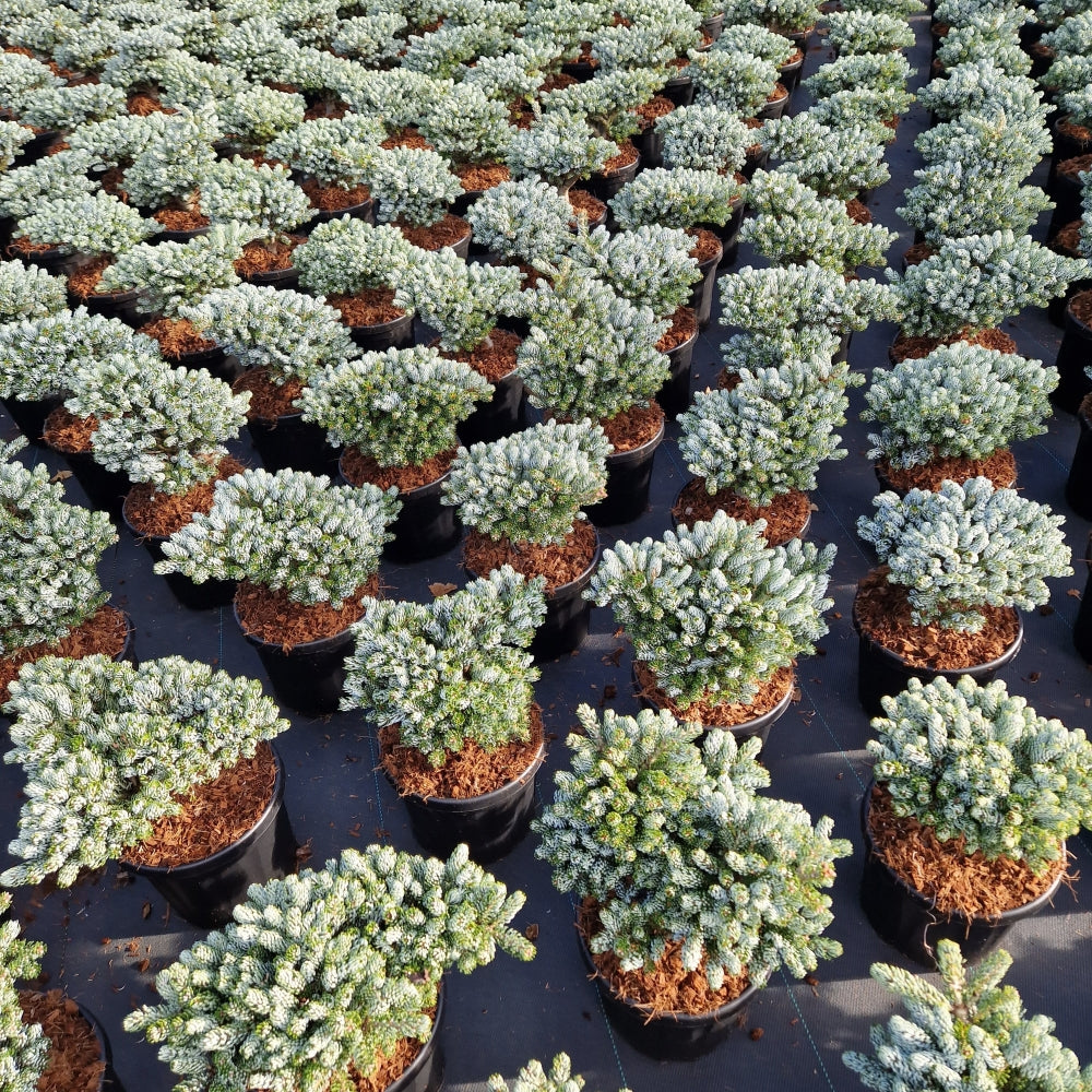 Kings Garden Collection®