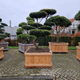 KONIMG:1E1B61465286