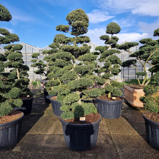 KONIMG:F477E396ACDE
