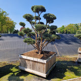 KONIMG:13C31B8F42B5