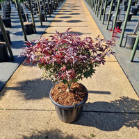 Acer palm. 'Rhode Island Red' – imaginea 2