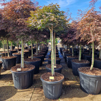 Acer palm. 'Rhode Island Red' – imaginea 3