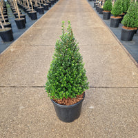 Ilex crenata 'Glorie Dwarf'® – imaginea 1
