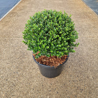 Ilex crenata 'Glorie Dwarf'® – imaginea 2