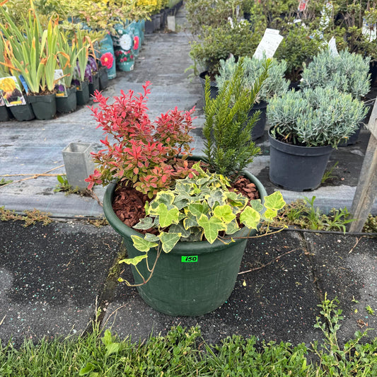 Buchet nr 8