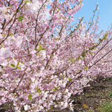 Cireș Accolade - Prunus Accolade