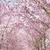 Cireș Accolade - Prunus Accolade