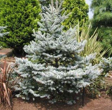 Molid Argintiu Omega - Picea Pungens Omega