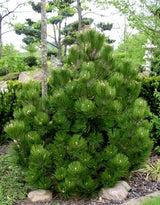 Pin Bosniac Compact Gem - Pinus Leucodermis Compact Gem
