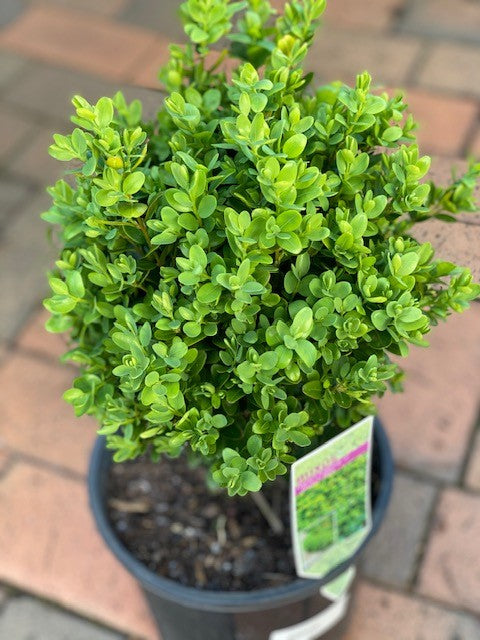 Cimișir Comun - Buxus Sempervirens