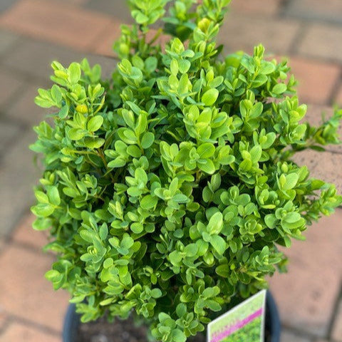Cimișir Comun - Buxus Sempervirens