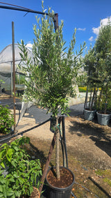 Maslin - Olea europaea