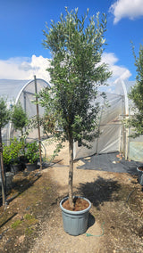 Maslin - Olea europaea