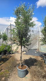 Maslin - Olea europaea