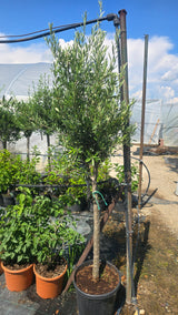 Maslin - Olea europaea