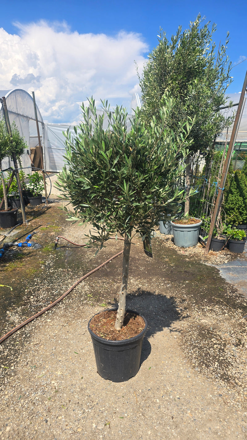 Maslin - Olea europaea