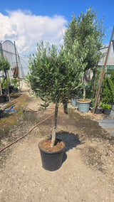 Maslin - Olea europaea
