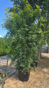 Acer Palmatum