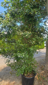 Acer Palmatum