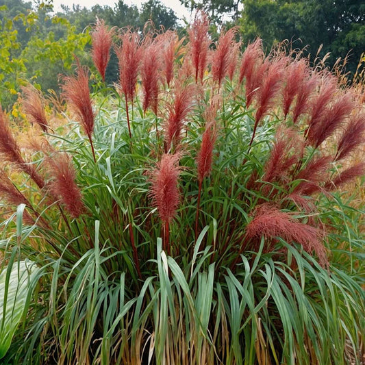 Miscanthus sinensis Red Chief