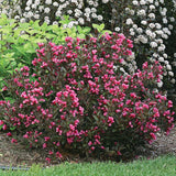 Weigela Alexandra - Weigela Florida Alexandra